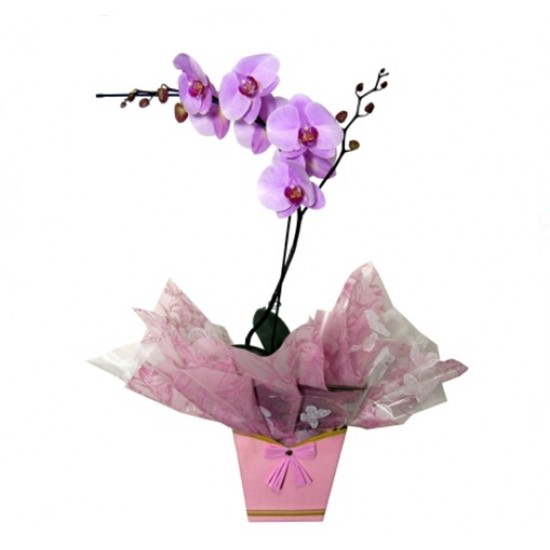Orquídea lilás